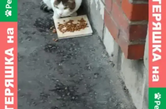 Найдена кошка на улице Школьная 49