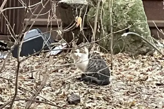 Найден бело-серый кот на ул. Крисанова 19, Пермь
