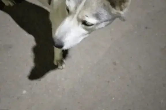 Потеряшка собака в Мясново, Тула