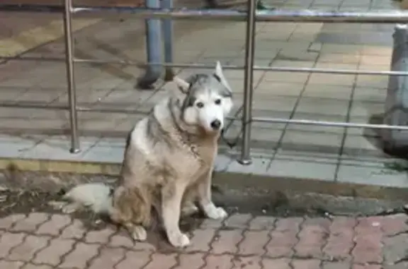 Найдена собака у Пятерочки на Измайловском бульваре