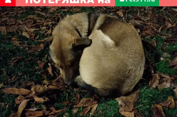Найдена собака на улице Гончарова, Москва
