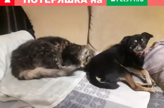Пропала старая слепая собака на Бирюлевской улице