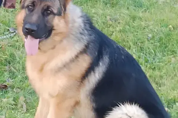 Найдена собака в Алабушево, ищем хозяина