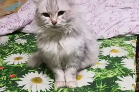 Найдена кошка с ошейником в районе МВД, Уфа