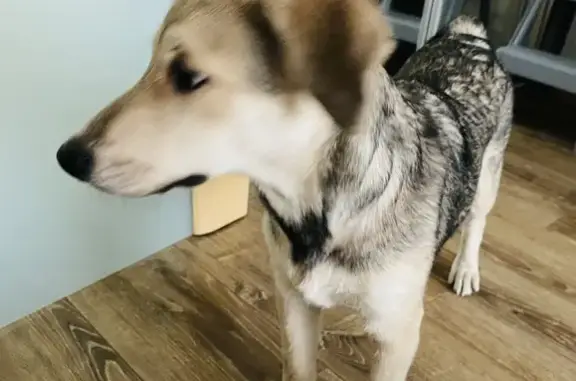 Найден щенок в Мытищах на улице Колпакова