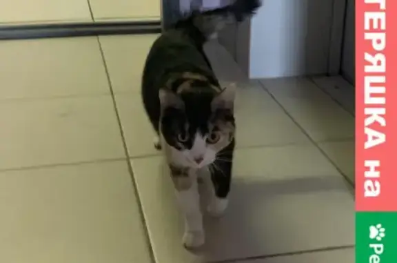 Найдена ласковая кошка в Оренбурге