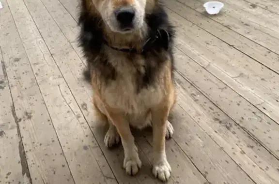Собака найдена на 3-м Рабфаковском, СПб