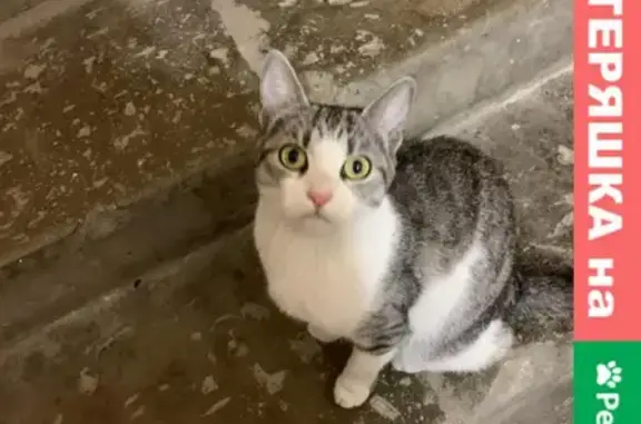 Потерянная кошка на Тростянском переулке в Туле