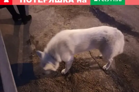 Собака найдена возле дома на ул. Ш. Руставели, Чебоксары