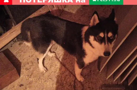 Собака с разными глазами найдена на Центральной улице, 43
