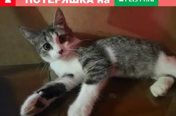 Пропала кошка Мурчик на Калужском шоссе