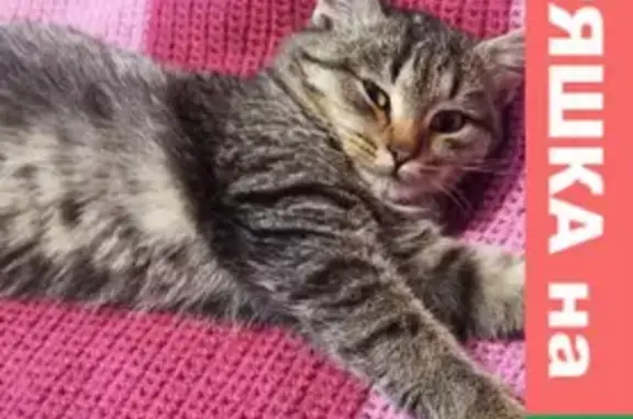Найдена кошка на Владимирской, Самара