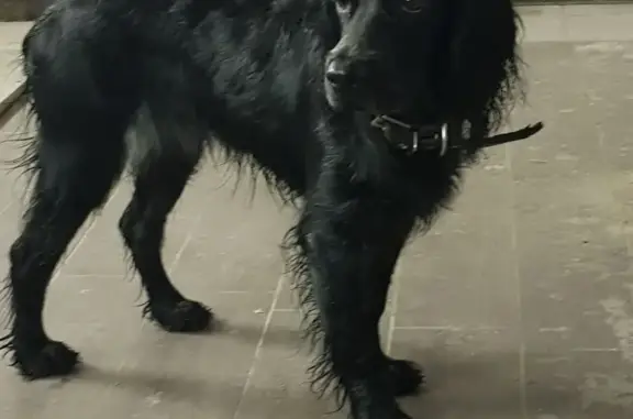 Найдена собака в Тимирязево на ул. Крылова, 14