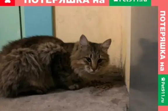 Утеряна кошка на Народной, Нижний Новгород, №22