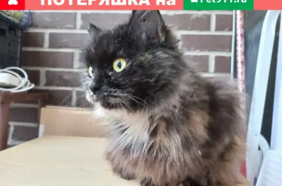 Пропала кошка на Московской трассе до Ульяновки