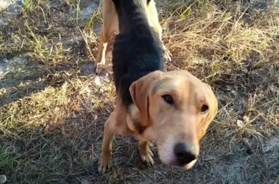 Найдена породистая собака в Егорьевском районе