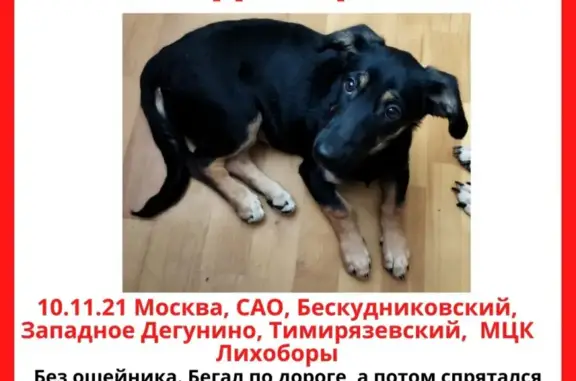 Найден щенок на проезде Черепановых, 68 в Москве