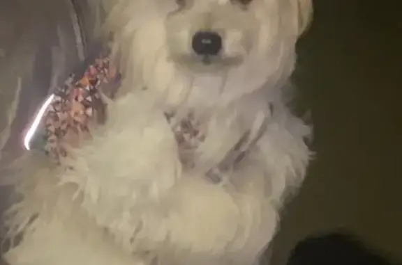 Собаки потеряшки, Москва, фото: Потеряшка собака в Текстильщиках, Малышева 21