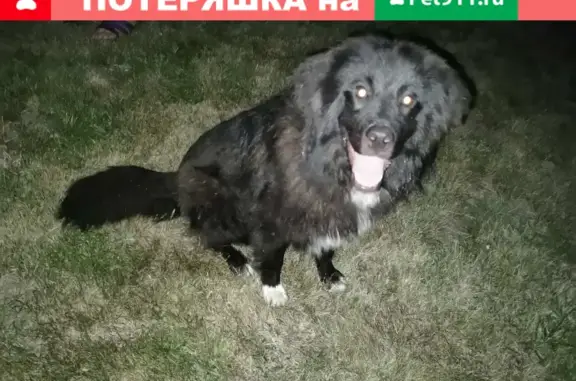 Найдена собака на Плодородной ул. 24