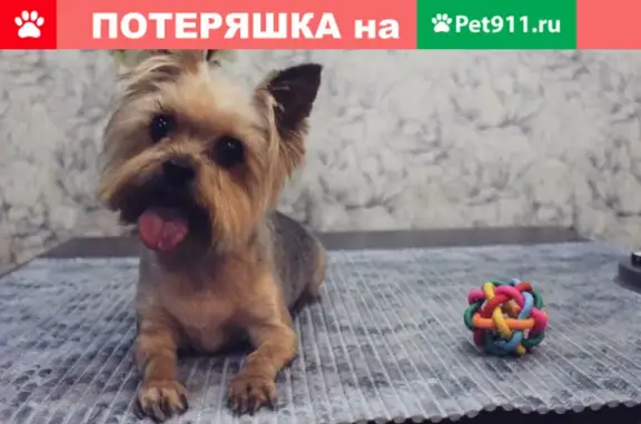 Пропала собака Чарли на ул. Бондаренко, 14, Казань