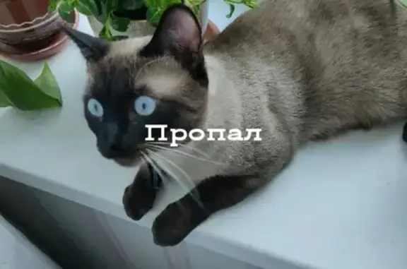 Кошки потеряшки, Санкт-Петербург, фото: Потеряшка тайская кошка возле метро Мужества, пр. Непокорённых 10 к1.
