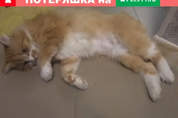 Кошки потеряшки, Санкт-Петербург, фото: Потеряшка рыжий кот в Приморском районе СПб