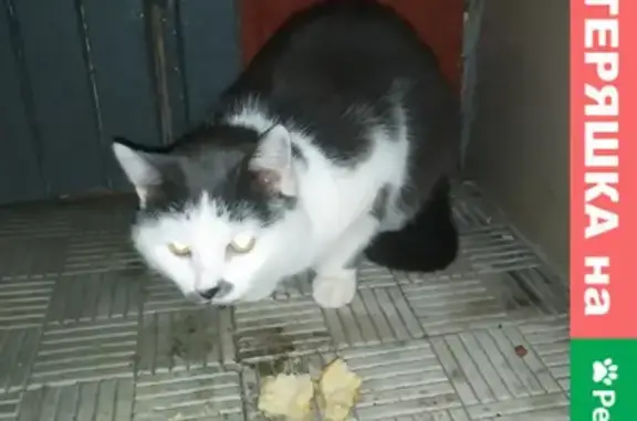 Найдена домашняя кошка на ул. Петрова, 34 в Ижевске