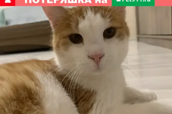 Кошки потеряшки, Казань, фото: Потеряшка кошка на улице Бондаренко, 28, Казань.