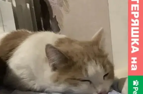 Кошки потеряшки, Казань, фото: Потеряшка кошка на Бирюзовой, 30А, Казань.