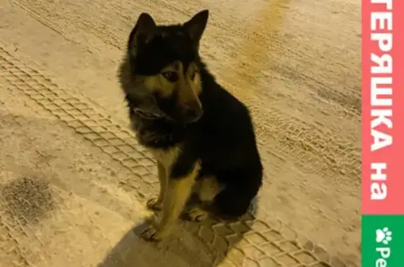 Собака с ошейником на ул. Абубекира Терегулова, 4, Казань