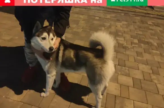 Найдена потерянная собака в Волгограде, советский район (ул. Казахская, 3)