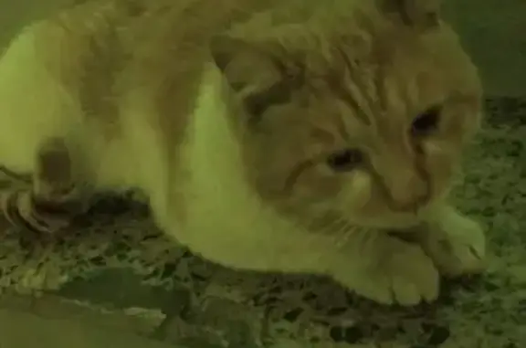 Найден котик на улице Амундсена, нуждается в лечении