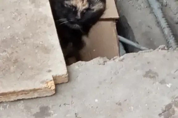 Найдена кошка в подвале дома 3 на ул. Октябрьской Революции, 74
