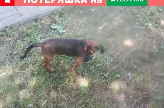 Пропала собака на пл. Ленина, Серпухов