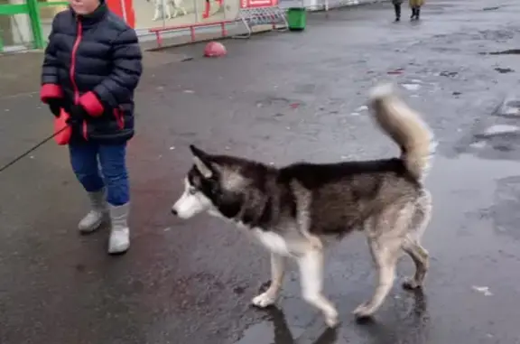 Найдена собака на Кукковке возле ТЦ Ритм