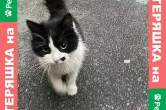 Найдена домашняя кошка на улице Восстания, СПб