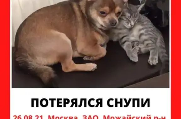 Пропала собака на Беловежской, 77, Москва