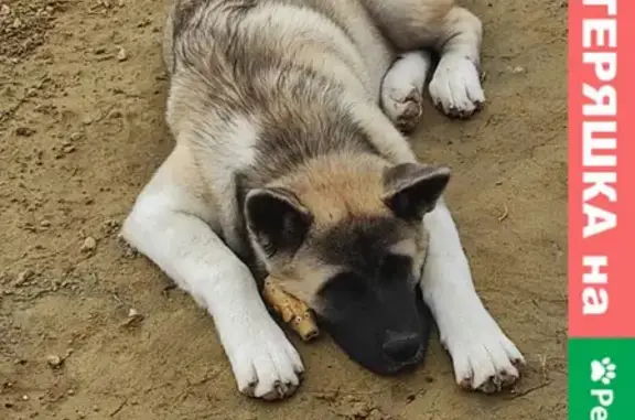Пропала собака Грасс в ЖК Фрукты, Адлерский район