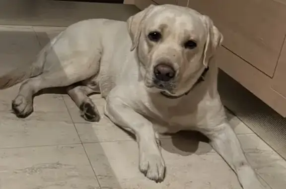 Собака Лабрадор-кобель найдена в Химках на ул. Шевченко