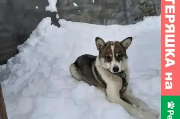 Пропала собака на ул. Пушкина, Пенза