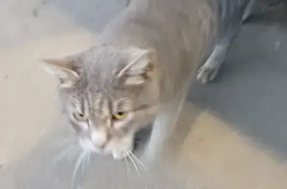 Найдена домашняя кошка в Невском районе