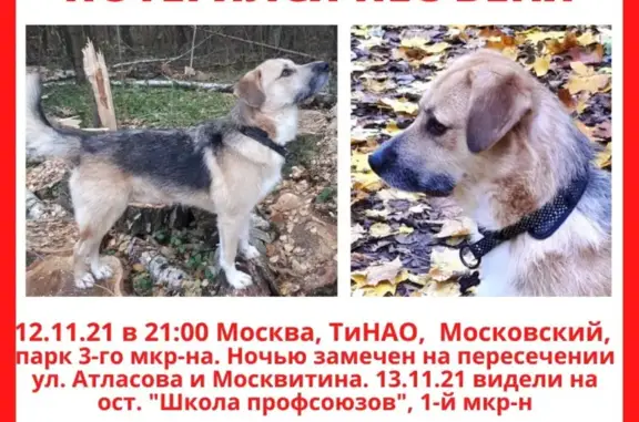 Пропала собака в Москве, ТиНАО, Московский, парк 3-го мкр-на