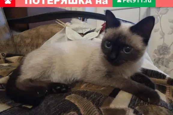 Найдена кошка в Воронеже, ищем хозяев