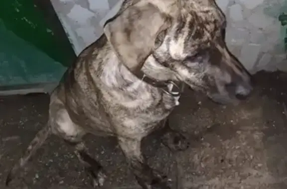 Найдена собака на 79-й Гвардейской Дивизии, 27Б, Томск