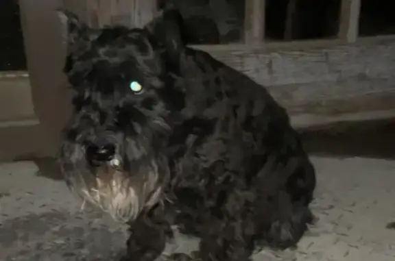 Найдена собака на Московской 18, Пенза