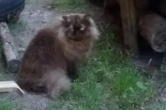 Кошки потеряшки, Санкт-Петербург, фото: Потеряшка коричневая кошка в Толмачево, Лужский р/н, вознаграждение.