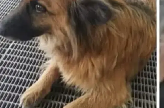 Пропала собака Дуся в Подольске, возможно в районе магазинов Глобус и МакДак.