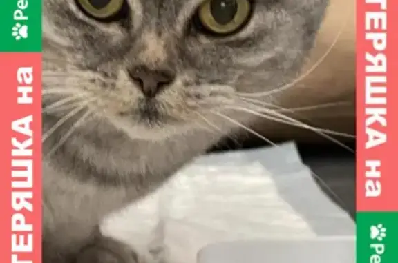 Найдена напуганная домашняя кошка в Прибрежном