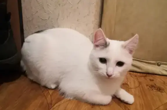Найдена кошка на Даниловской 7 в Екатеринбурге