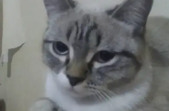 Кошки потеряшки, Новосибирск, фото: Потеряшка кошка Чуча, Серебренниковская ул. 1, Новосибирск